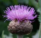 Centaurea pulchra