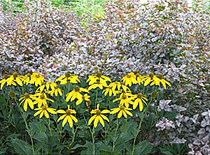 Cutleaf Coneflower & Ninebark Combination