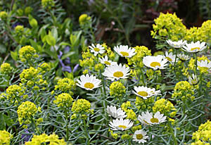 Cypress Spurge & Dwarf Camomille Combination