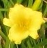 DAYLILY stella-de-oro-