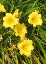 DAYLILY stella-de-oro-