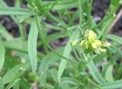 Erysimum repandum 2