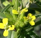 Erysimum-repandum