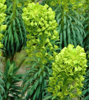 Euphorbia characias ssp. wulfenii