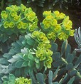 Euphorbia myrsinites in bloom
