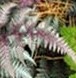 Fern Japanerse Athyrium niponicum pictum Burgundy Lace