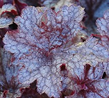 Heuchera Plum Pudding