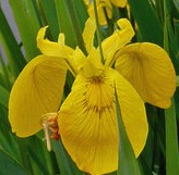 Iris pseudacorus Yellow flag fl