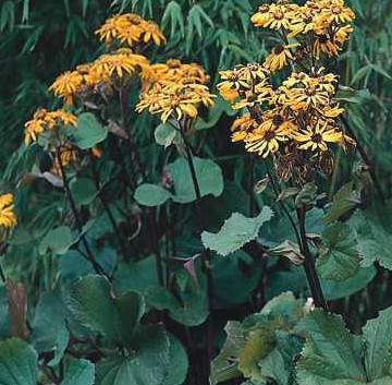 Ligularia-dentata_