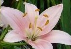 Lily Asiatic Chianti