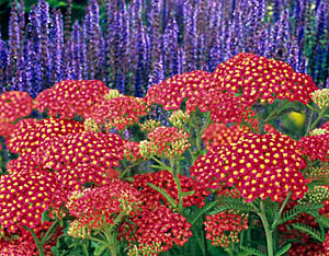 Meadow Sage and Achillea plant combination