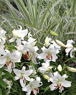 Oriental Lily and Japanese Silver Grass combination