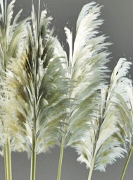 Pampas grass