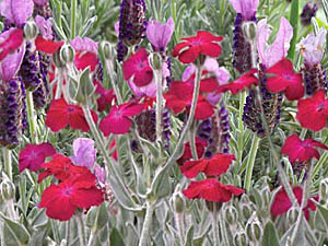 Rose Campion & Spanish Lavender combination