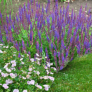 Sage and Bloody Cranesbill plant combination