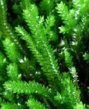 Selaginella_sp