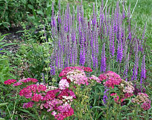 Speedwell and Yarrow plant combination