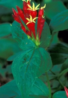 Spigelia marilandica Indian pink