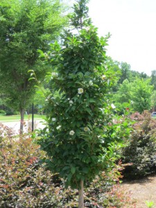 Stewardia-pseudocamellia my garden