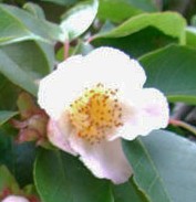 Stewartia rostrata