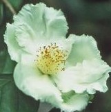 Stewartia_ovata