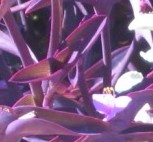 Tradescantia pallida 2