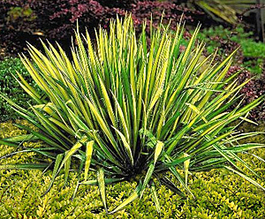 Variegated Yucca and Honeysuckle plant combination