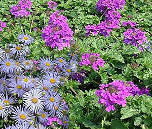 Verbena canadensis ‘Homestead Purple’ & Frikart’s Aster combination