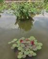 Water-garden Biltmore