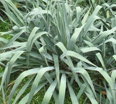 Yucca flaccida