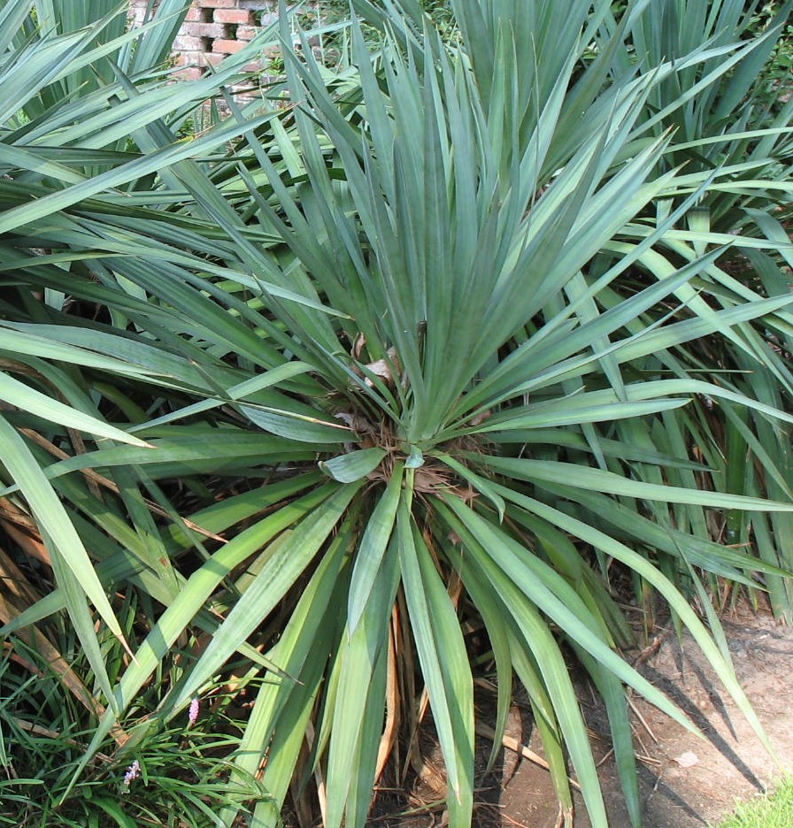 Yucca gloriosa