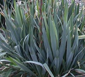 Yucca_filamentosa 