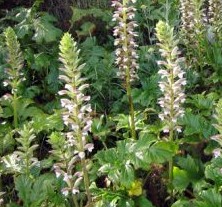 acanthus-mollis