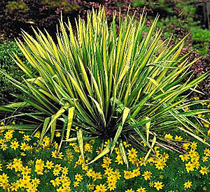 adams needle-coreopsis combination