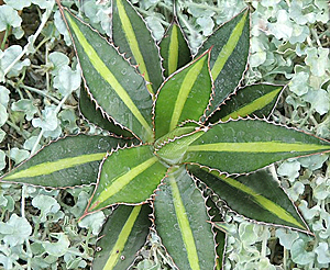 agave-dichondra combination
