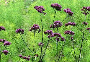 amsonia-verbena combination