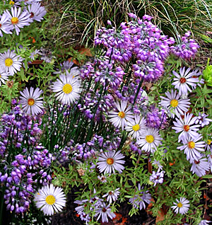 aster-onion combination