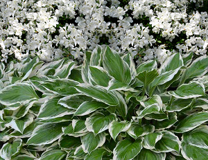 azalea-hosta combination