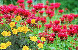 beebalm & golden marguenta combination