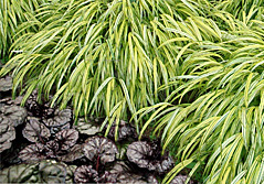 bugleweed-hakone grass combination