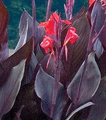 canna-australis