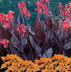 canna-coleus combination