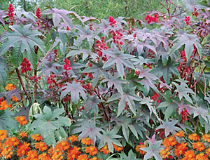 castor bean-sunflower combination