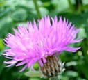 centaurea hypoleuca_john_coutts