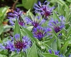 centaurea-montana-2