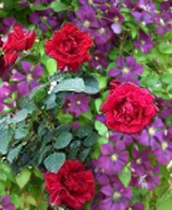 clemats etoile violotte & rose don juan combination