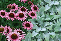 coneflower-lambs ears combination