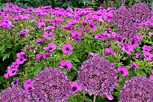 cranesbill & star of persia combination