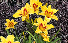 daylily-perilla combination