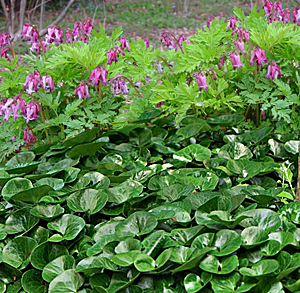 european wild ginger & bleeding heart combination